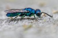 Chrysididae