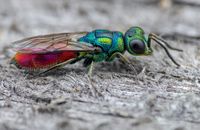 Cuckoowasp