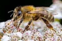 Apis mellifera