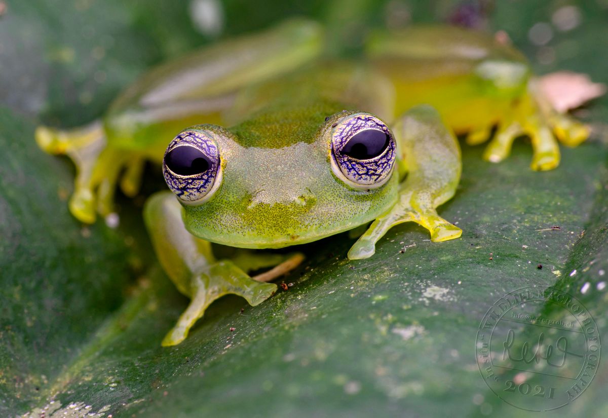 Glassfrog